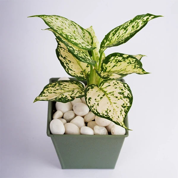aglaonema snow white in a light green metal pot top view