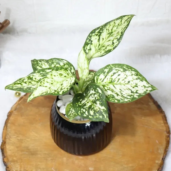 aglaonema snow white in black metal pot top view