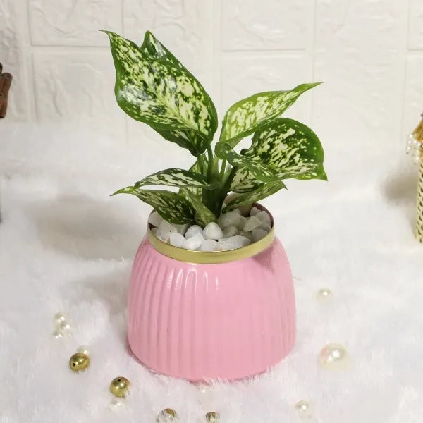 aglaonema snow white in chic pink metal designer pot closeup view