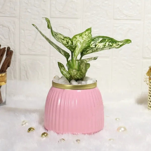 aglaonema snow white in chic pink metal designer pot front view 2