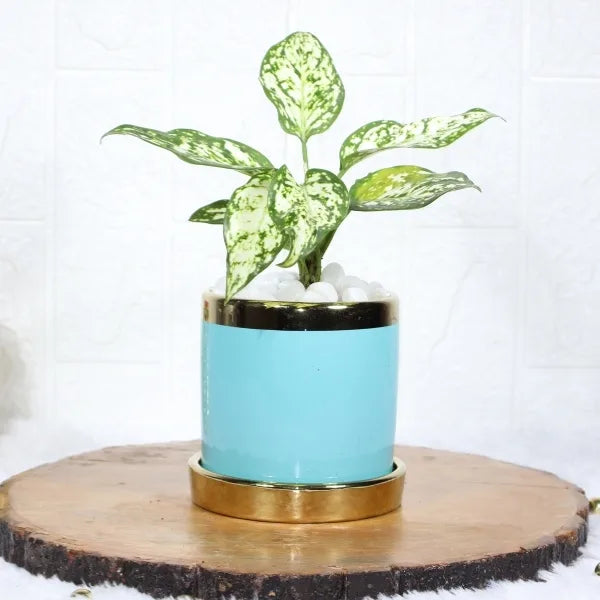 aglaonema snow white in designer blue ceramic pot front view 2