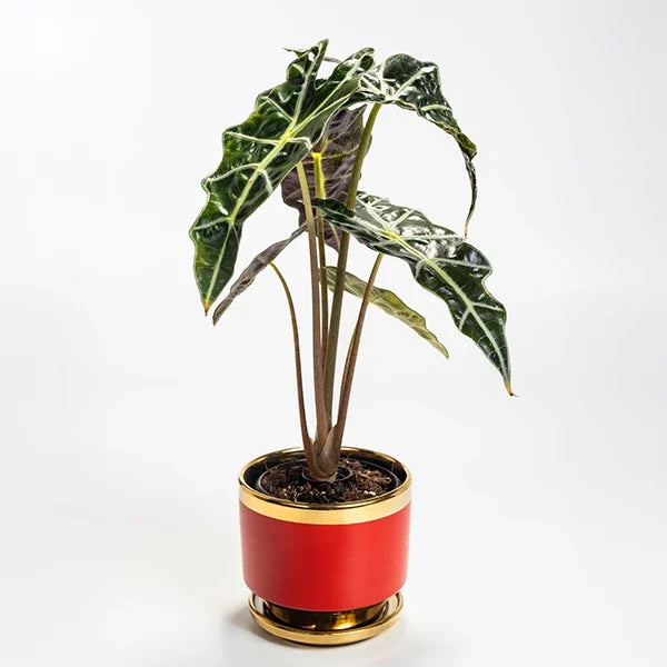 alocasia polly plant in red ceramic plant pot front view 2