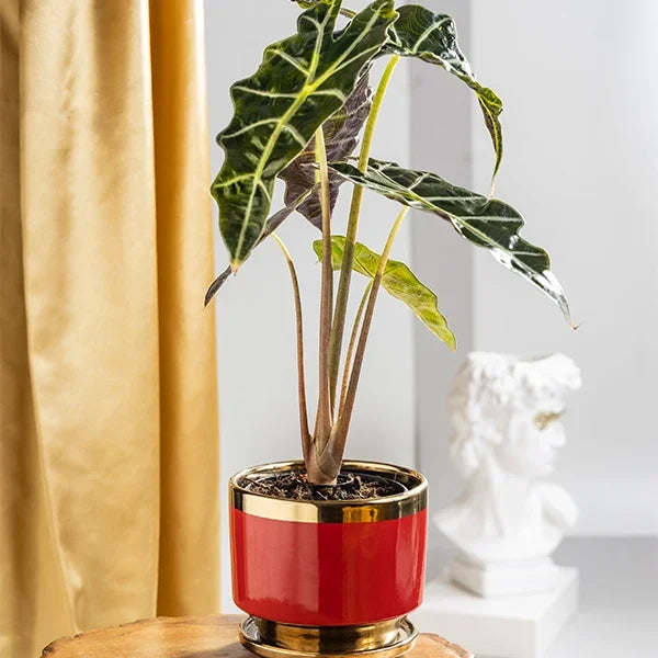 alocasia polly plant in red ceramic plant pot front view
