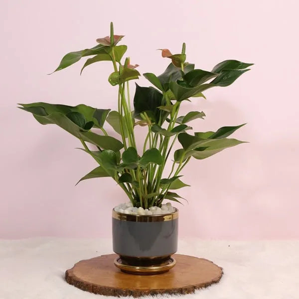 anthurium plant in grey ceramic pot front view 2