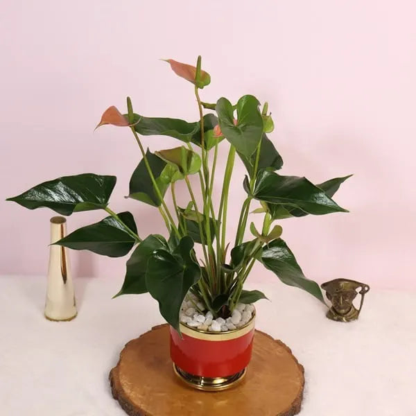 anthurium plant in red ceramic pot top view