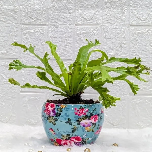 asplenium nidus in a sky blue printer metal pot front view 2