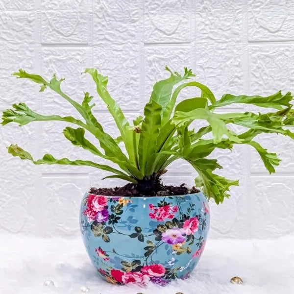 asplenium nidus in a sky blue printer metal pot front view 3