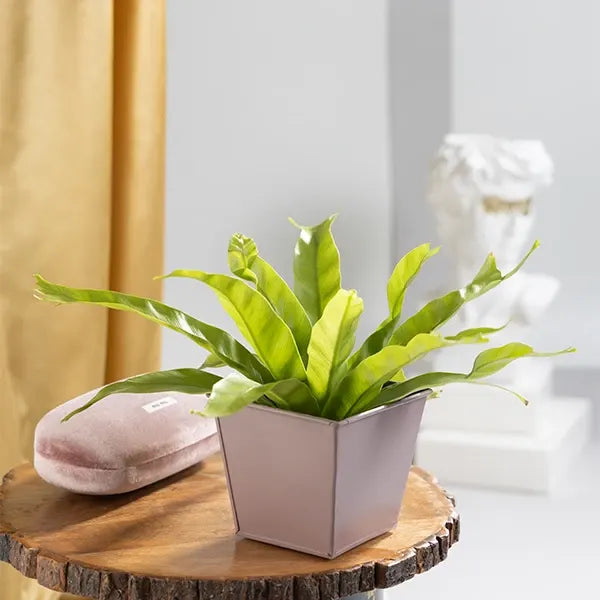asplenium nidus leslie fern plant with light pink metal plant pot front view