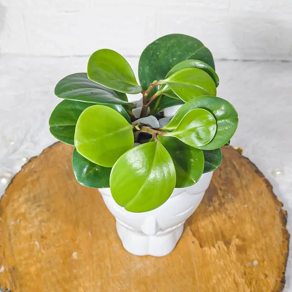 baby rubber plant in designer white face shape ceramic pot top view