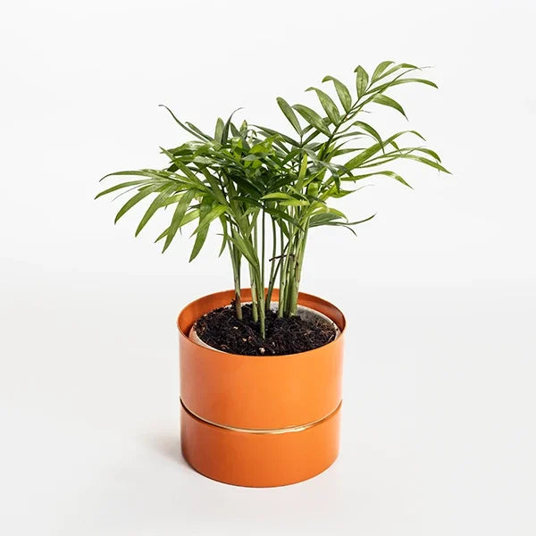 bamboo palm plant in orange metal pot front view 2