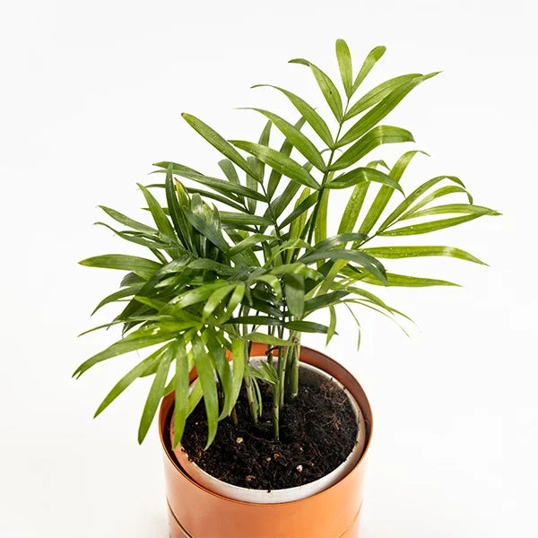 bamboo palm plant in orange metal pot top view