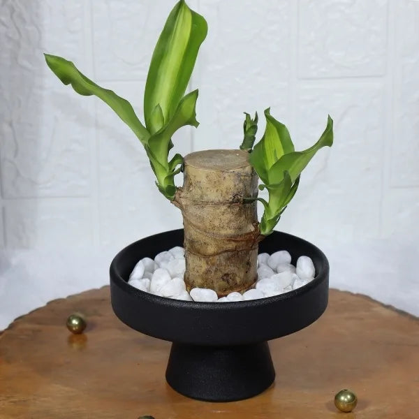 brazilian lucky bamboo Brazilian Wood Lucky Bamboo in A Black Ceramic Pot