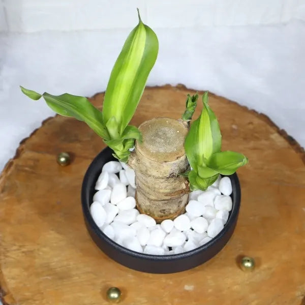 brazilian lucky wood plant in black ceramic pot top view