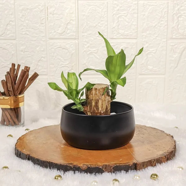 brazilian lucky wood plant in black metal pot front view
