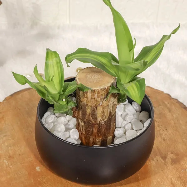 brazilian lucky wood plant in black metal pot top view