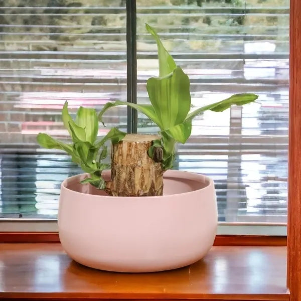 brazilian wood bamboo plant in pink metal pot front view 2
