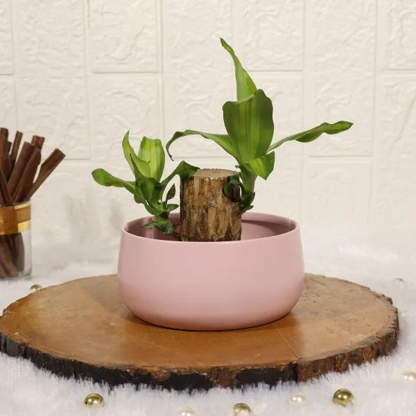 lucky brazil wood potted plant Buy Brazilian Lucky Wood Plant in Pink Metal Pot