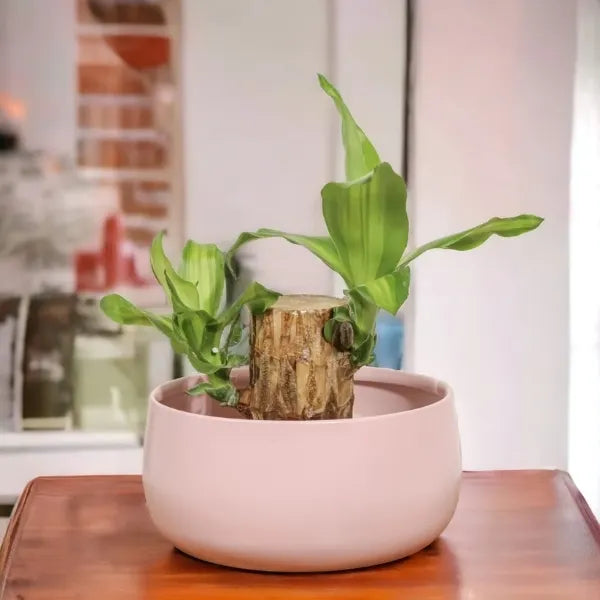 brazilian wood bamboo plant in pink metal pot front view