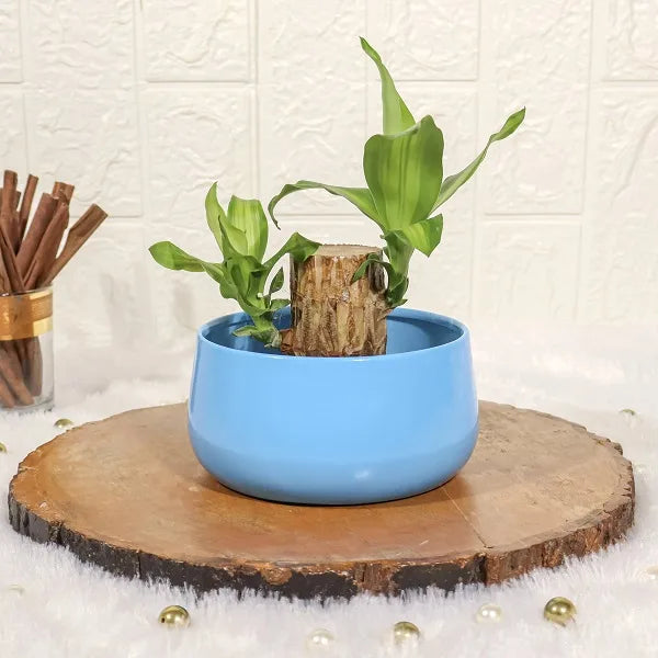 brazilian wood lucky bamboo in a blue metal pot front view