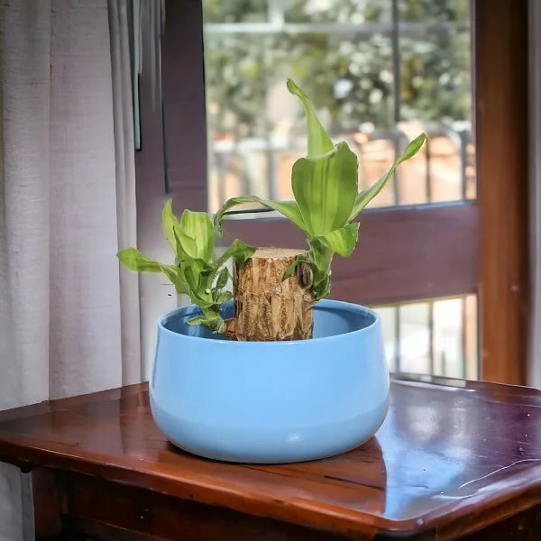 brazilian wood lucky bamboo in a blue metal pot on table