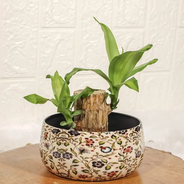 brazilian wood lucky bamboo in a floral printed metal pot front view 2