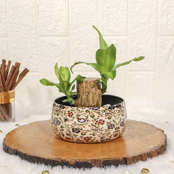 brazilian wood lucky bamboo in a floral printed metal pot front view 3