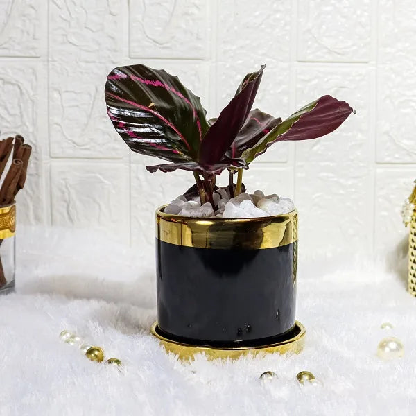 calathea dottie plant in a black gold finished designer ceramic pot front view 2