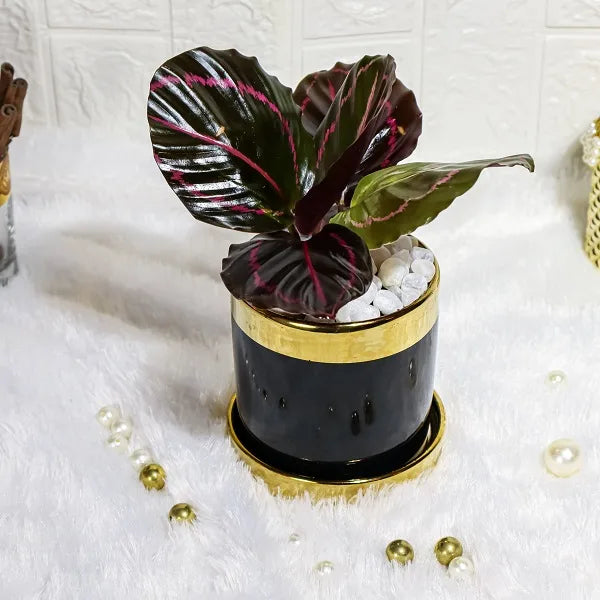 calathea dottie plant in a black gold finished designer ceramic pot top view
