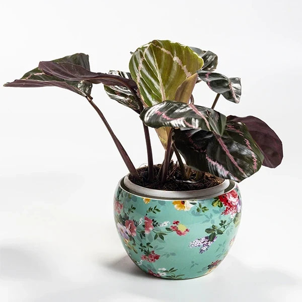 calathea dottie in metal printed plant close up view