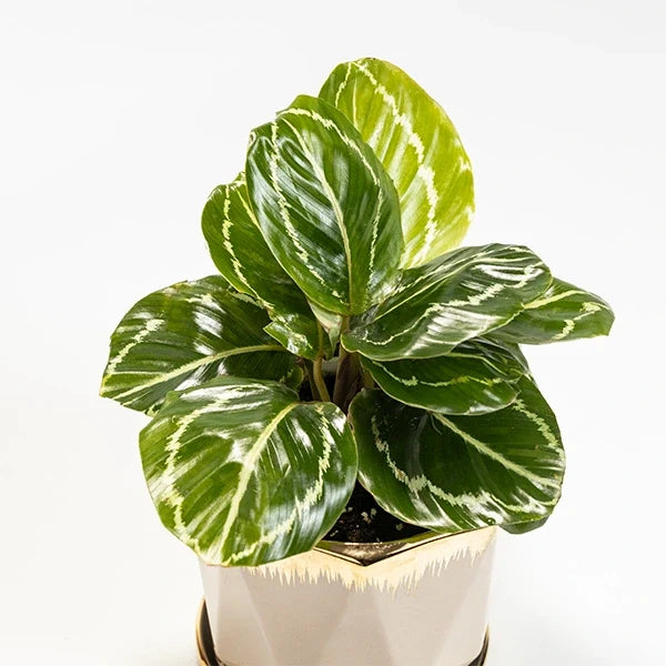 calathea green lipstick plant with beige ceramic plant pot top view