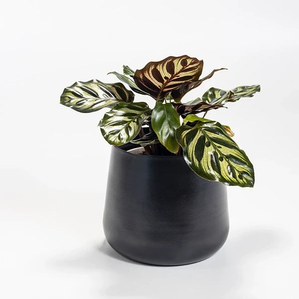 calathea makoyana in black metal pot front view 2
