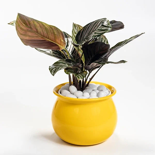 calathea ornata plant in yellow metal plant pot top view