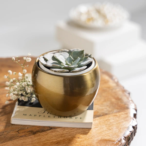 echeveria succulent with round golden metal plant pot front view