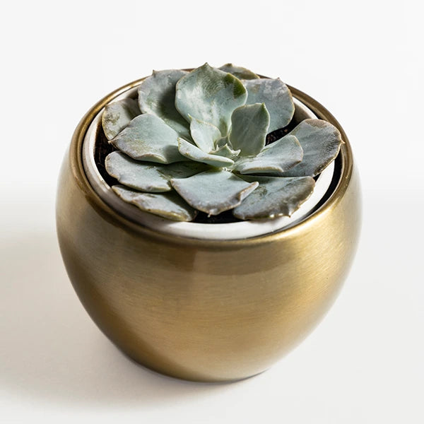 echeveria succulent with round golden metal plant pot top view 2
