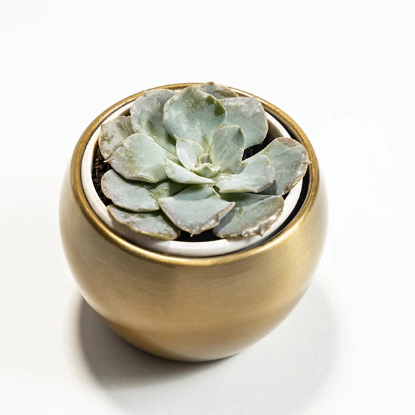 echeveria succulent with round golden metal plant pot top view