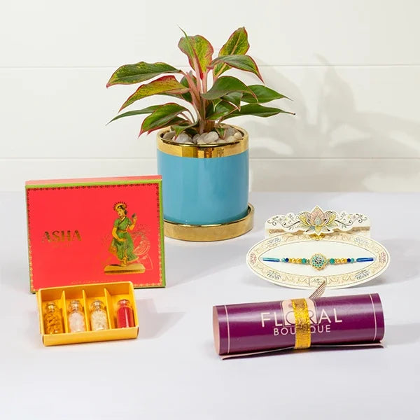 elegant rakhi gift aqua jewel rakhi asha mix sweets aglaonema plant front view