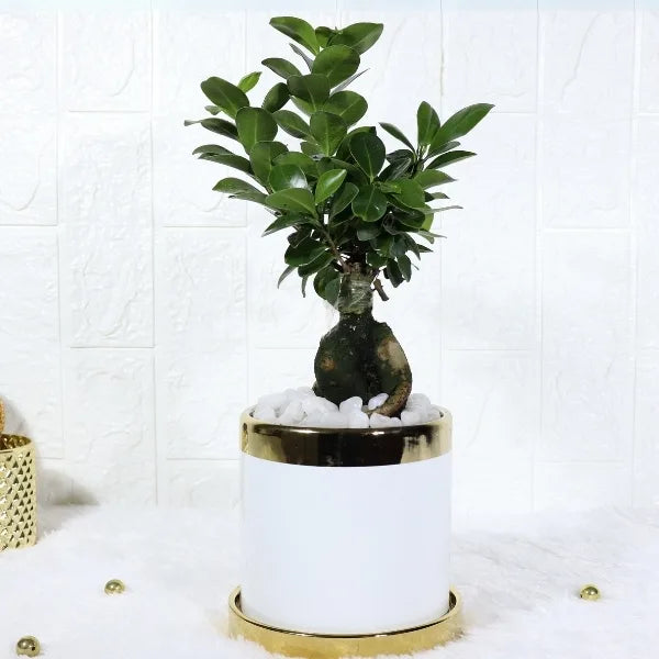 ficus bonsai in white and gold ceramic pot front view 2