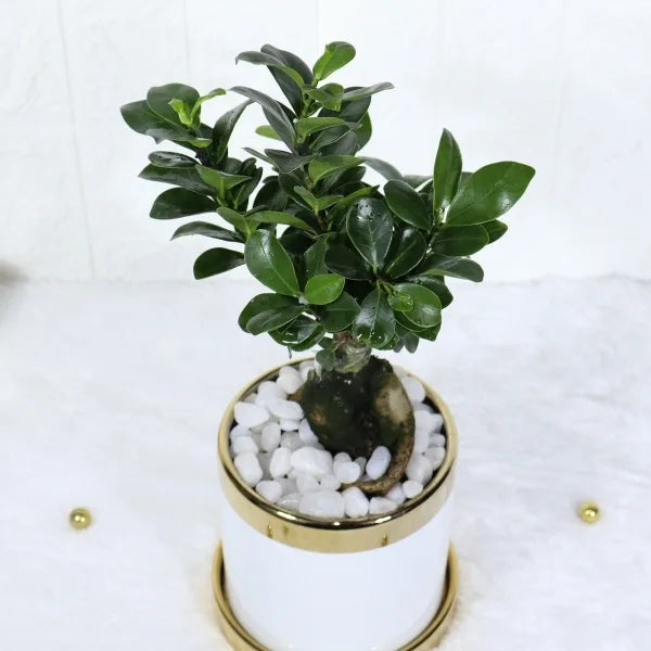 ficus bonsai in white and gold ceramic pot top view