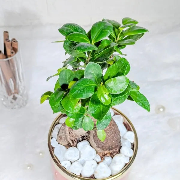 ficus bonsai plant in a red ceramic pot top view