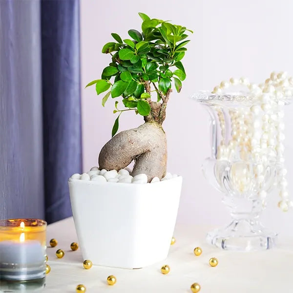 ficus bonsai plant in a white plastic pot front view