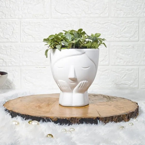 fittonia green plant in designer white face shaped ceramic pot front view 2