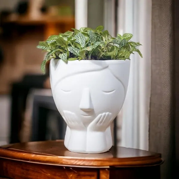 fittonia green plant in designer white face shaped ceramic pot front view