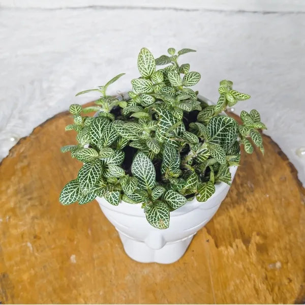 fittonia green plant in designer white face shaped ceramic pot top view