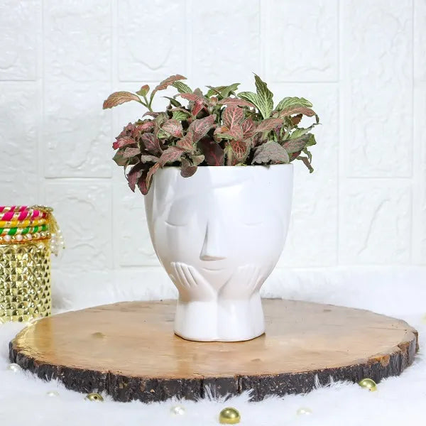 fittonia red nerve plant in designer white face shaped ceramic front view