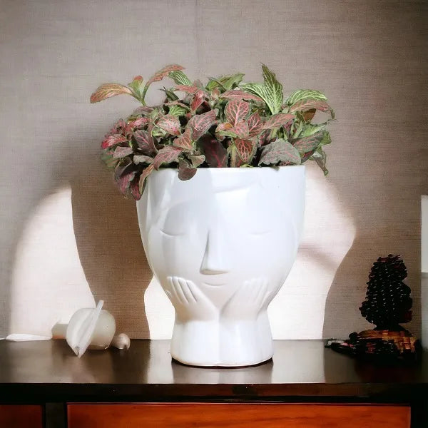 fittonia red nerve plant in designer white face shaped ceramic pot on a table