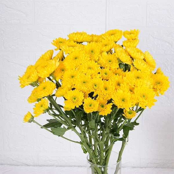 6 yellow chrysanthemums in long glass jar close up view