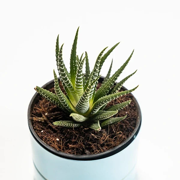 haworthia plant succulent in blue metal pot close up view