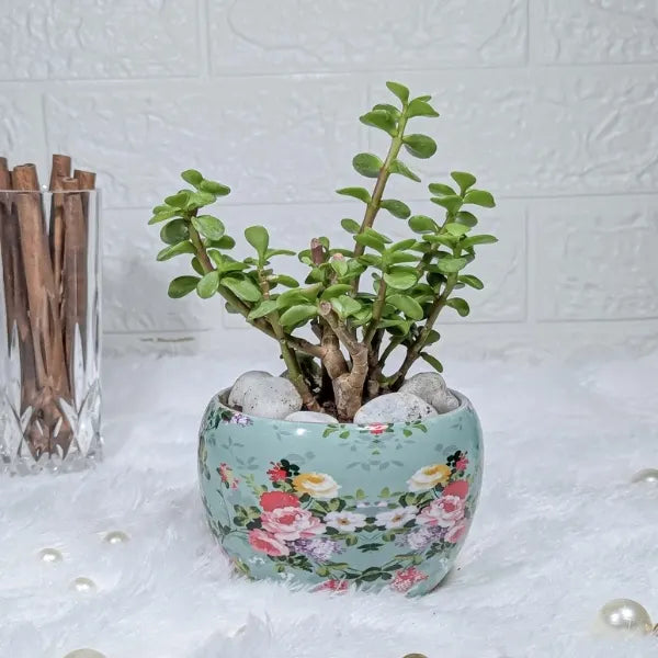 jade plant in a sky blue floral printed pot front view