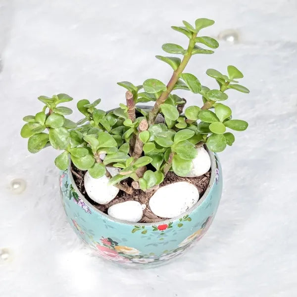 jade plant in a sky blue floral printed pot top view