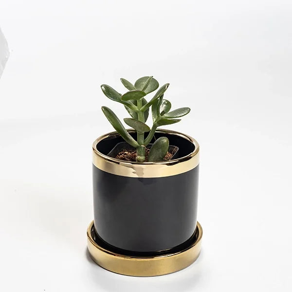 jade plant in black ceramic plant pot front view 2
